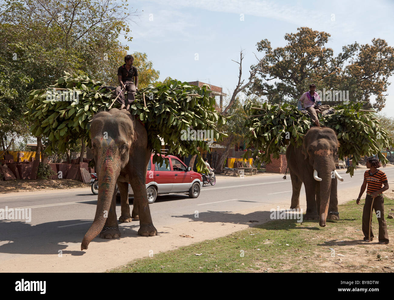 India, Uttar Pradesh, Agra, two working elephants and mahouts Stock Photo