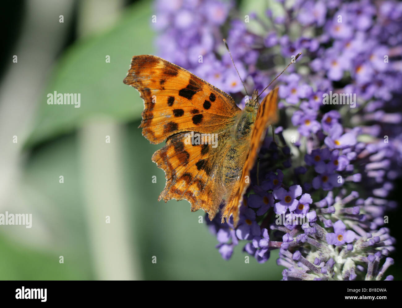 comma-butterfly-polygonia-c-album-single-adult-feeding-on-buddleia