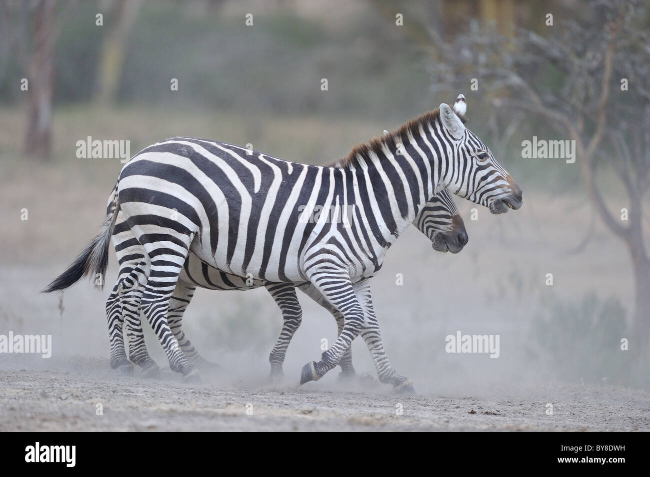 Plains zebra - Burchell's zebra (Equus quagga - formerly Equus burchellii boehmi) pair play-fighting in the dust Stock Photo