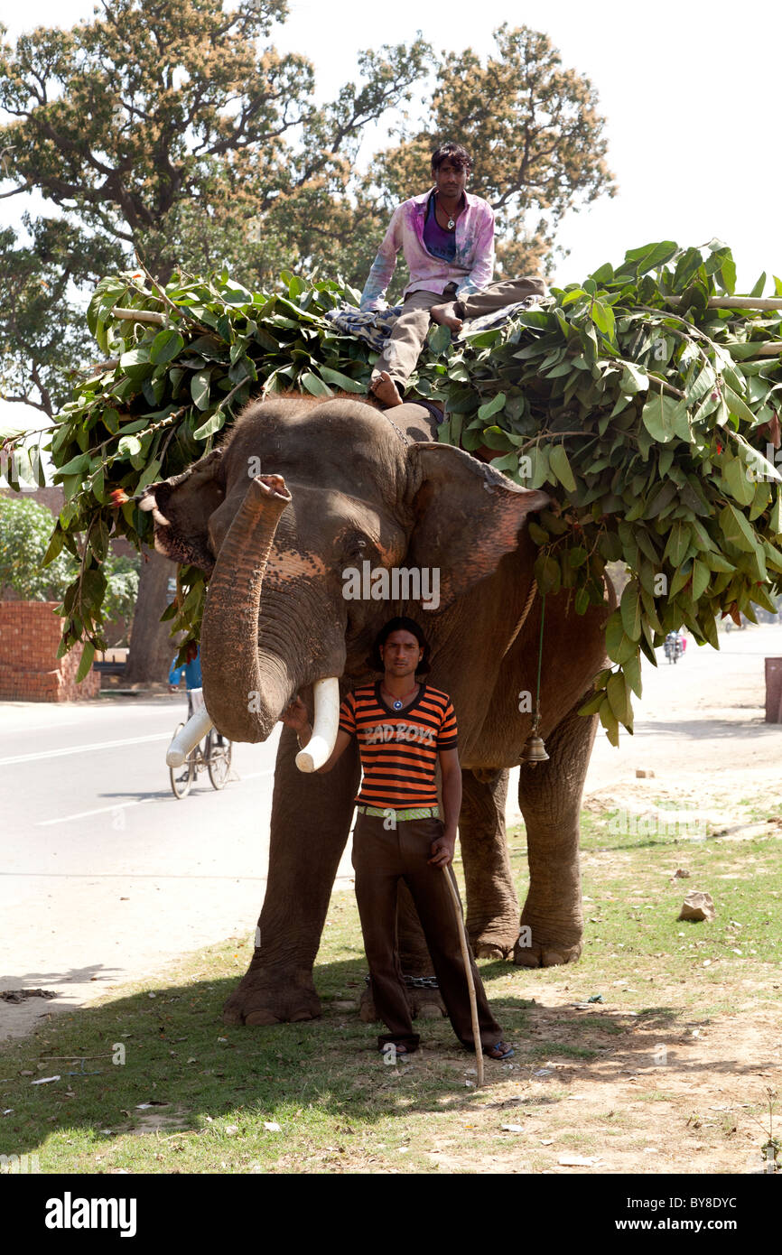 Elephant carrying load hires stock photography and images Alamy
