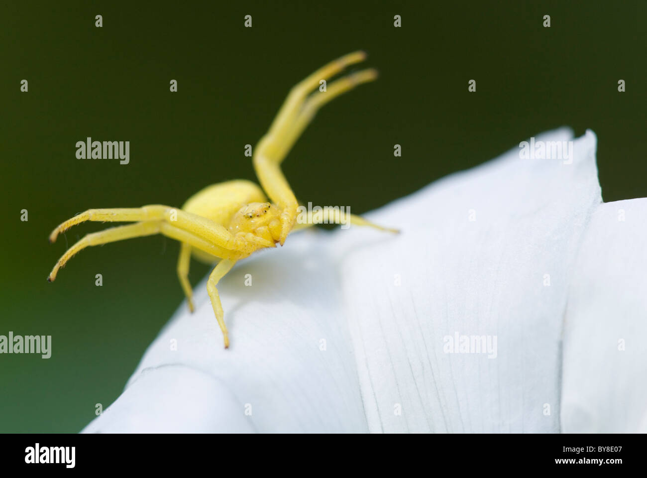 Flower Crab Spider Misumena vatia Single adult resting on white flower