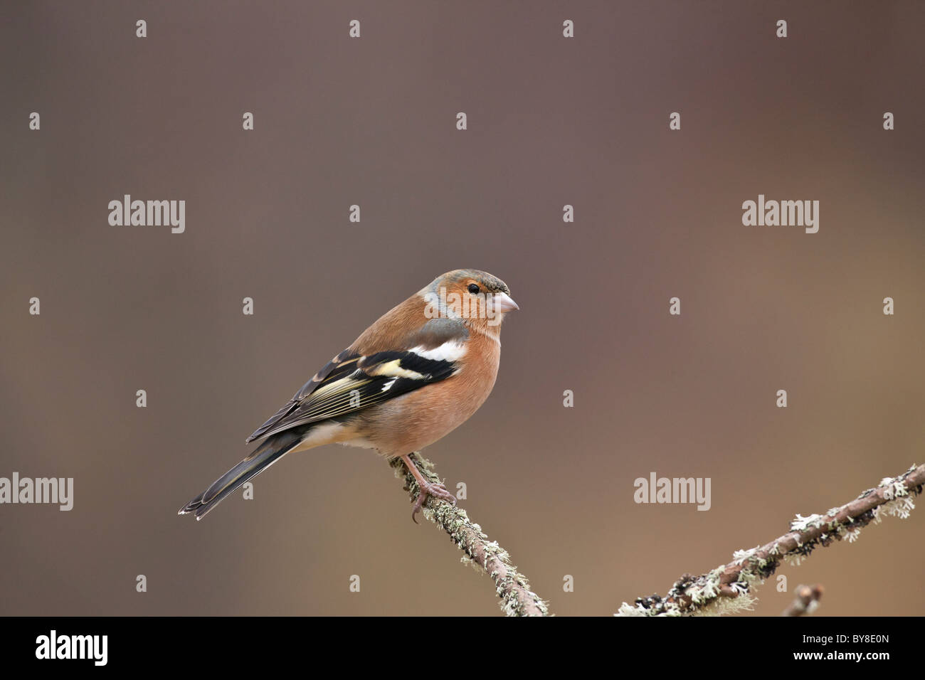 Male chaffinch perched on a lichen covered tee branch. Stock Photo