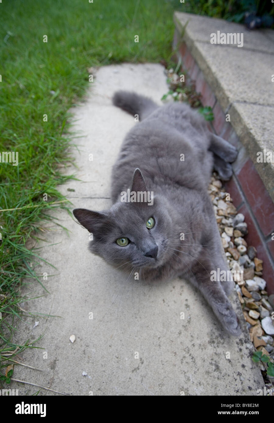 Cat uk garden hi-res stock photography and images - Alamy