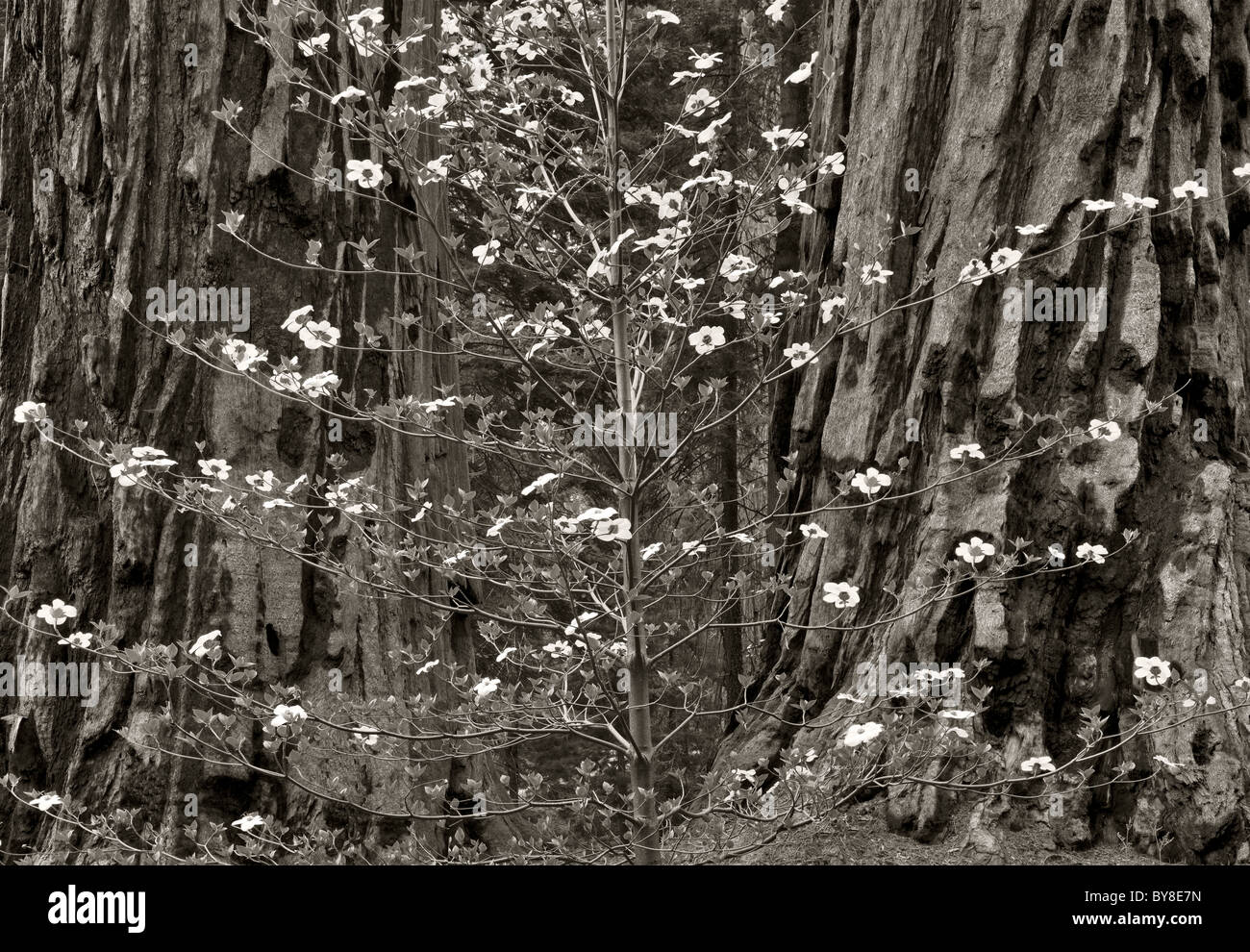 Pacific Dogwood (Cornus nuttallii) and Giant Sequoia (Sequoiadendron giganteum). Sequoia National Park, California Stock Photo