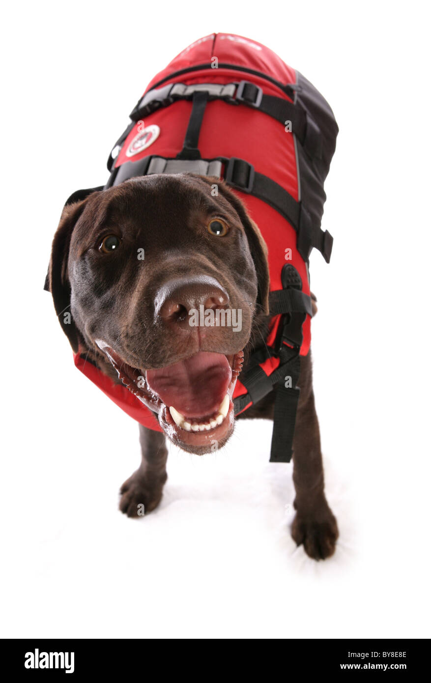 Labrador Retriever Single puppy wearing life jacket Studio, UK Stock Photo