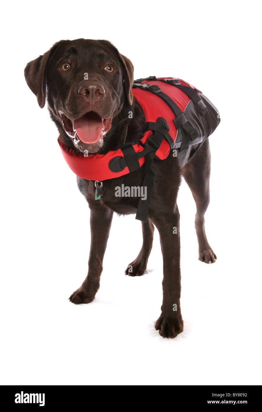 Labrador Retriever Single puppy wearing life jacket Studio, UK Stock Photo