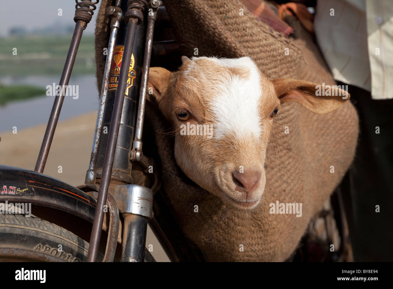 India, uttar Pradesh, Agra, close-up of a pushbike and a goat in a sack on way to market Stock Photo