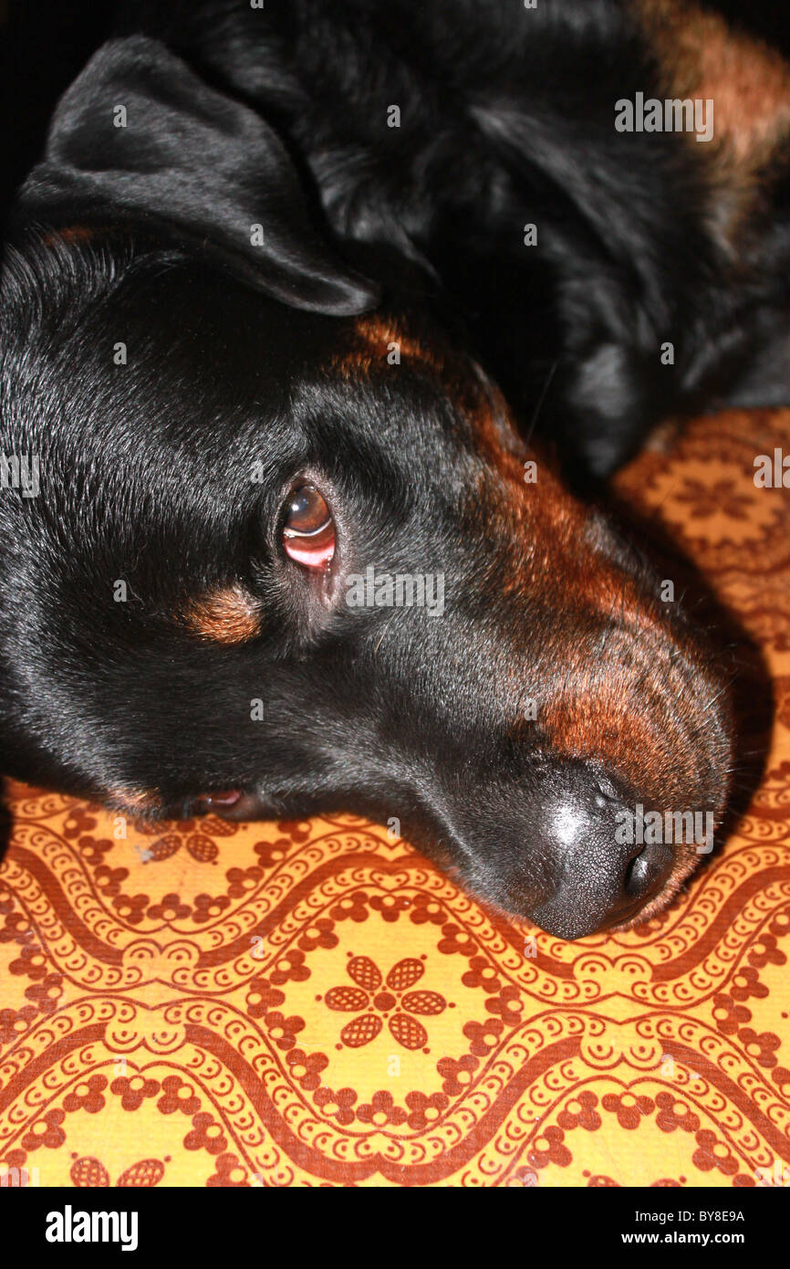 Rottweiler lying on the floor close Stock Photo Alamy