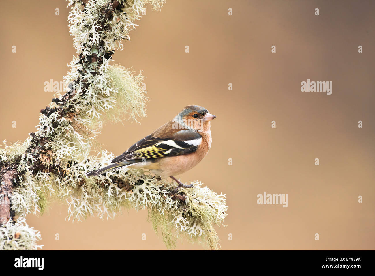 Male chaffinch on a lichen covered tree branch Stock Photo