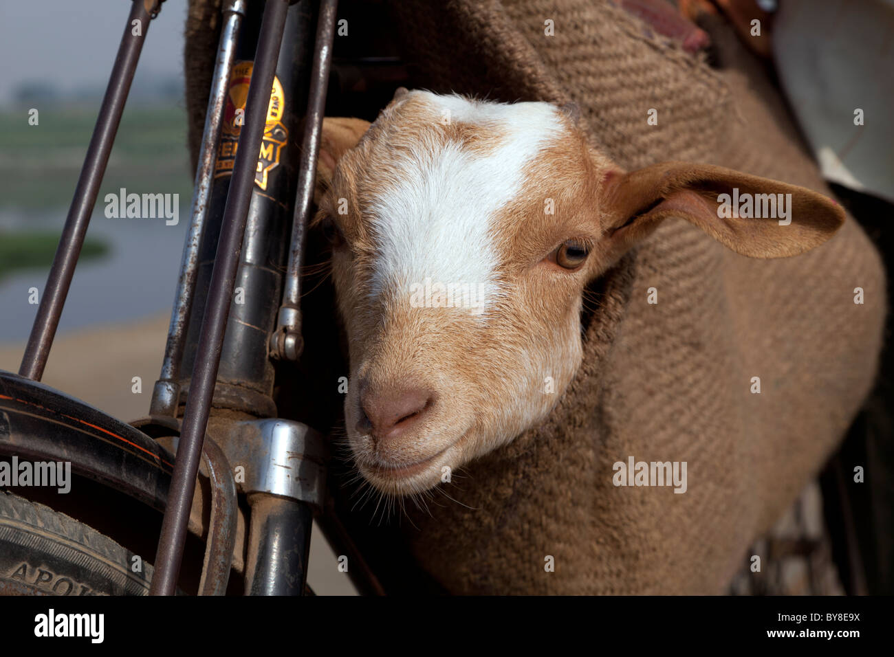 India, uttar Pradesh, Agra, close-up of a push bike and a goat in a sack on way to market Stock Photo