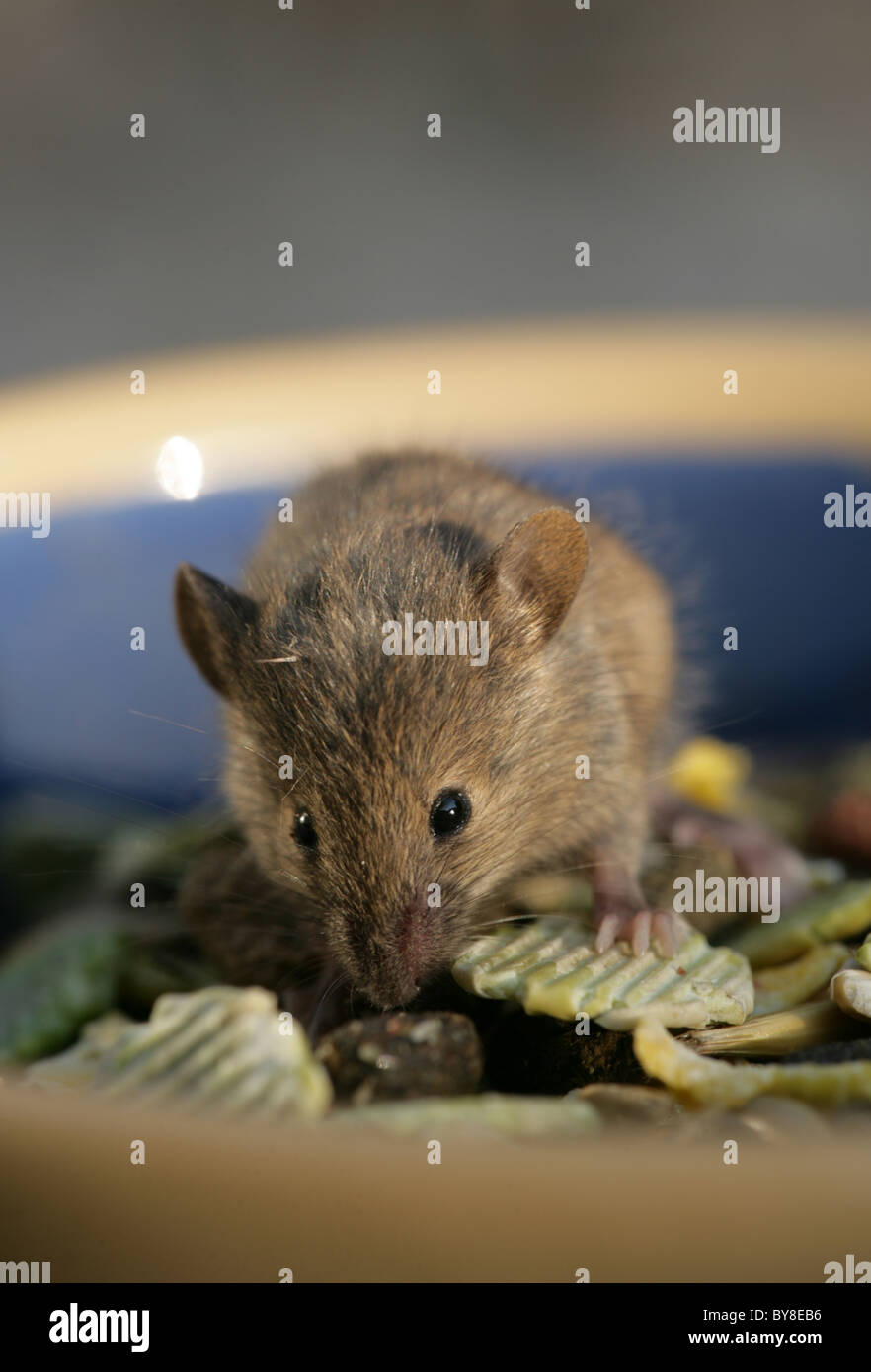 House Mouse Mus musculus Single adult eating pet rabbit food UK Stock Photo