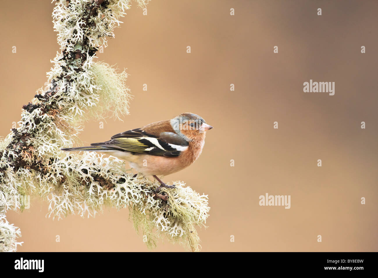 Male chaffinch on a lichen covered tree branch Stock Photo