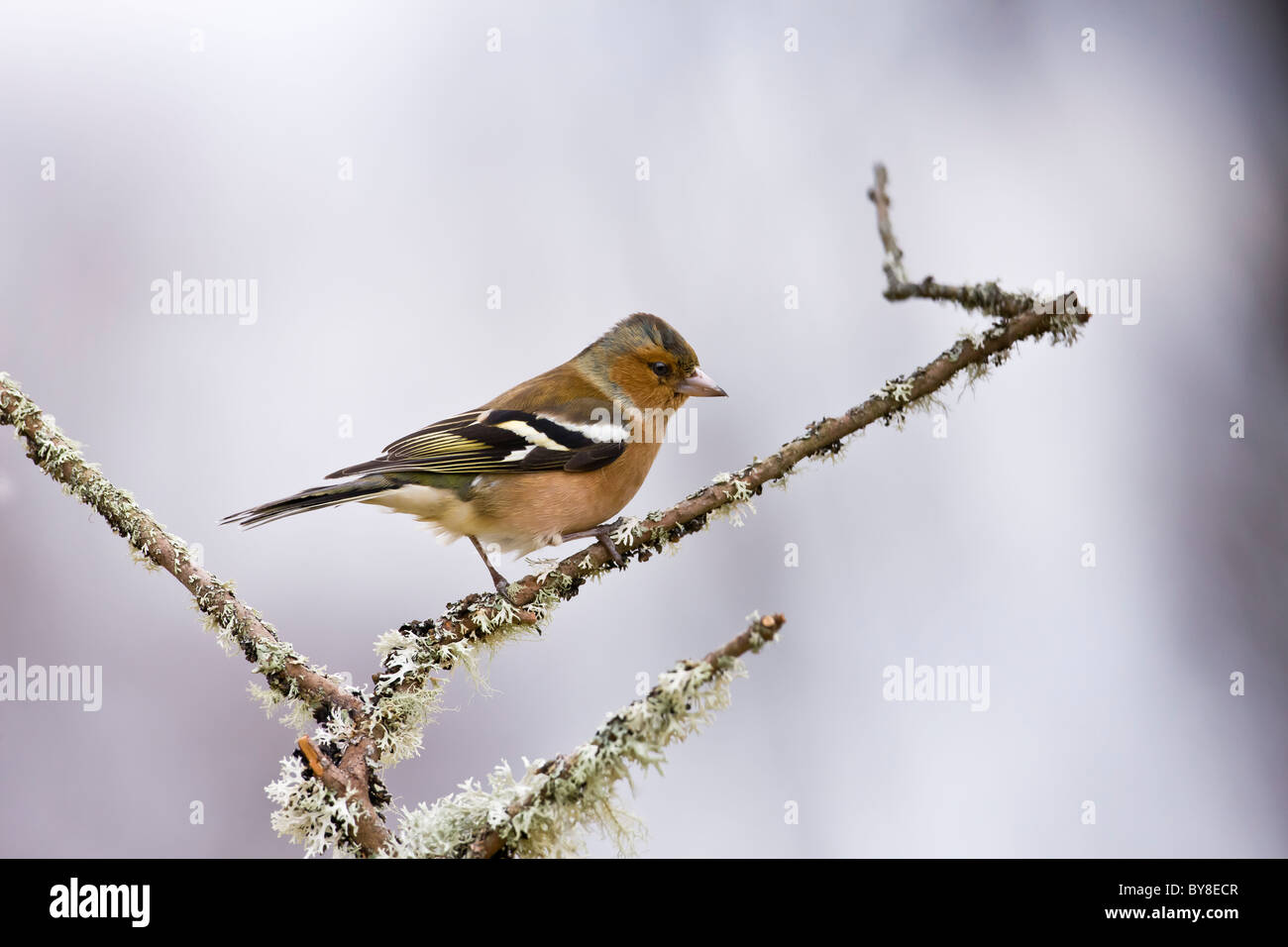 Male chaffinch perched on a lichen covered tee Stock Photo