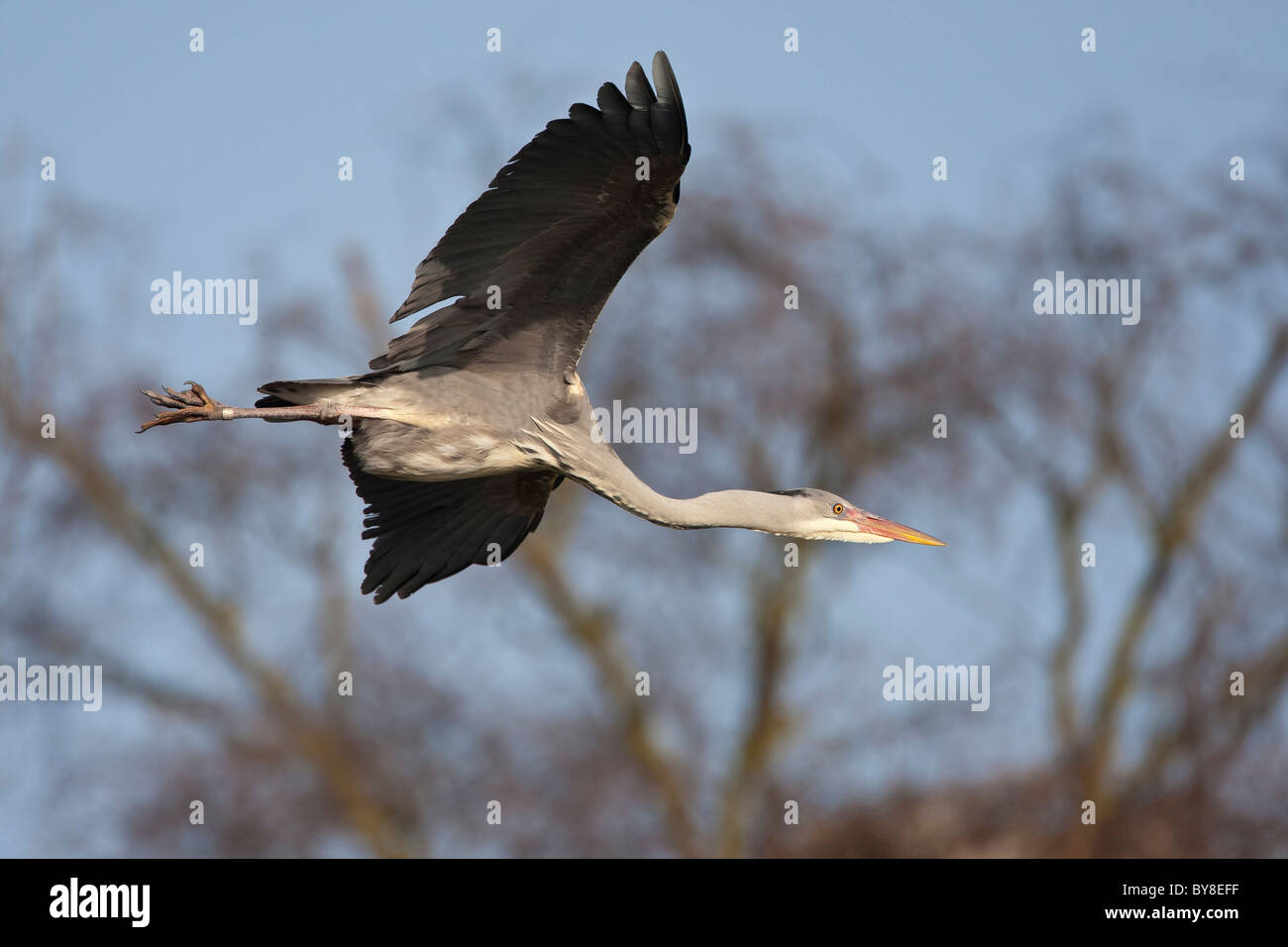 Grey Heron in flight against a woodland background and a blue sky Stock Photo