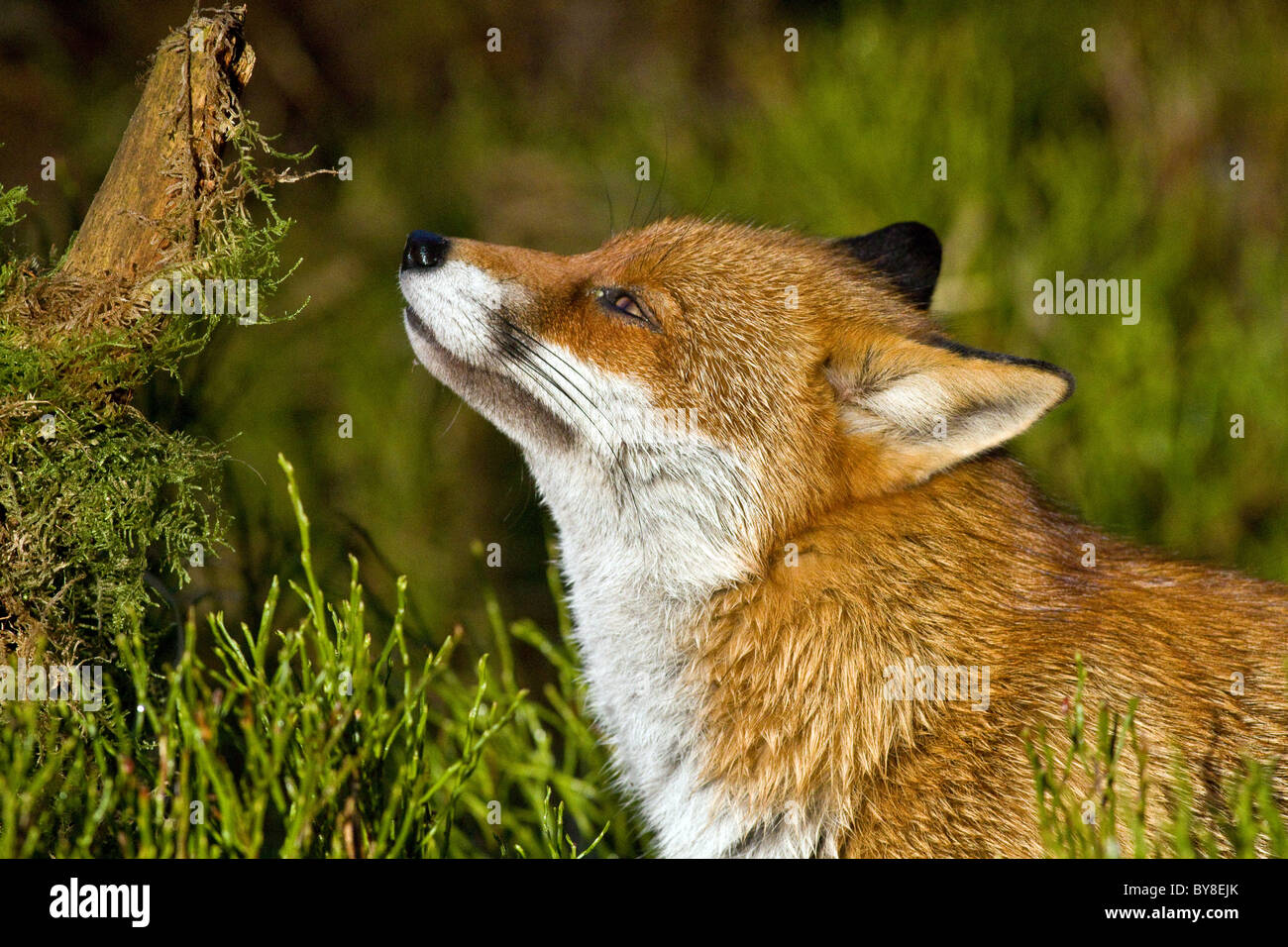 red fox (vulpes vulpes) sniffs the air during daylight Stock Photo