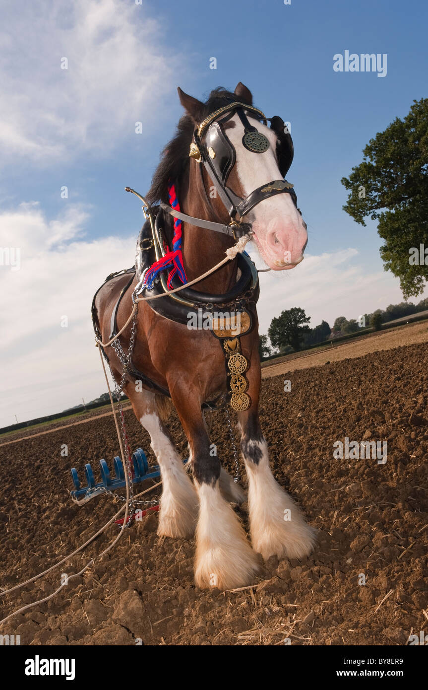 A shire horse ( breed of draught horse ) with plough attatched for ploughing in the Uk Stock Photo