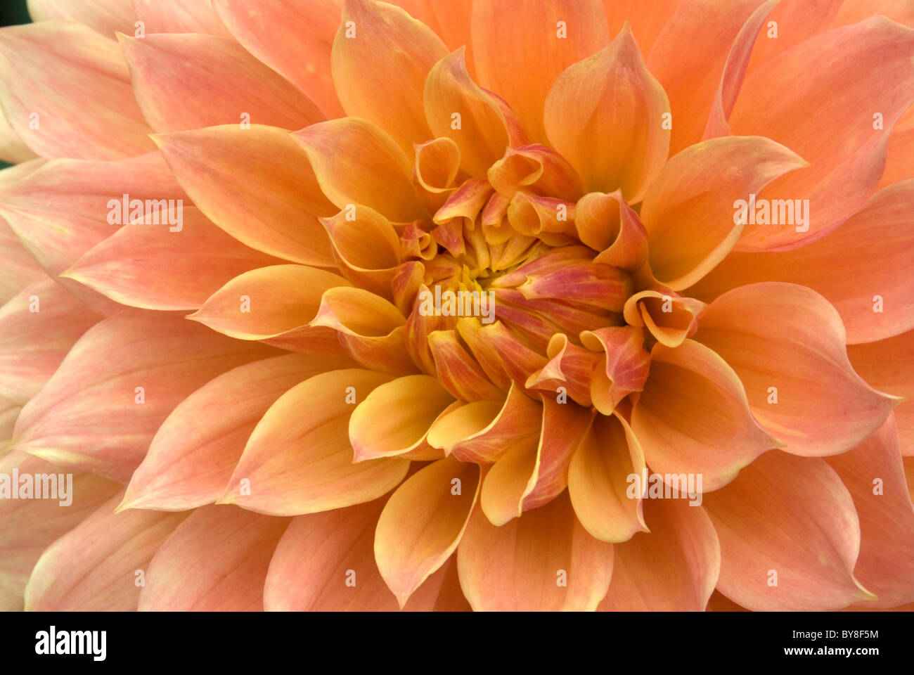 Full frame dahlia flower Stock Photo