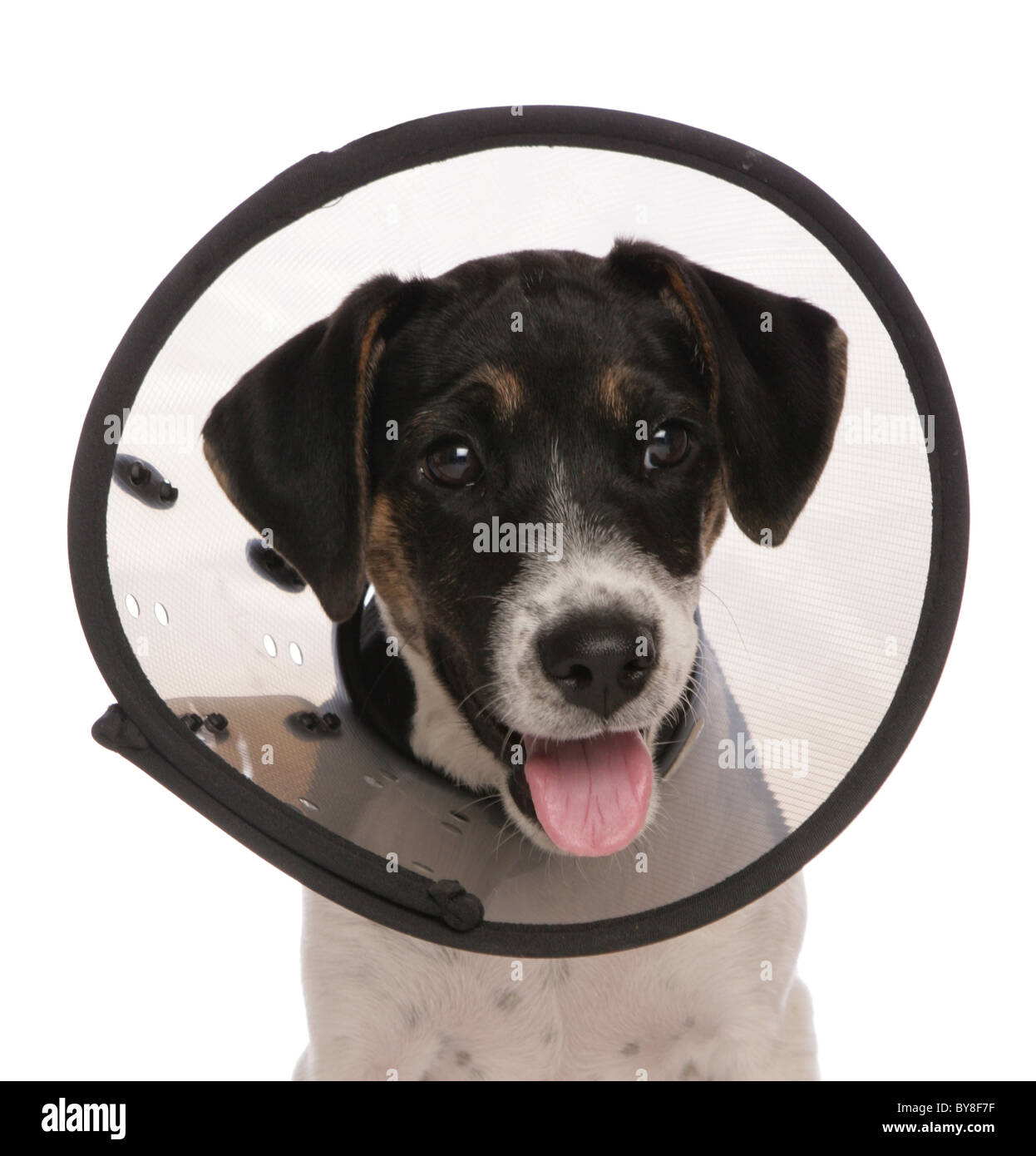 Jack Russell Terrier Single puppy wearing Elizabethan collar Studio, UK Stock Photo