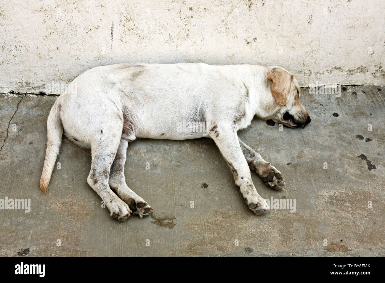 tired appealing white mongrel dog sleeping sweetly in shade on hot street in Puerto Angel Oaxaca State Mexico Stock Photo