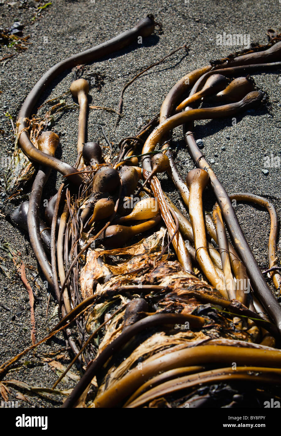 A mass of twisted Bull Kelp on a beach. San Juan Island, Washington, USA. Stock Photo