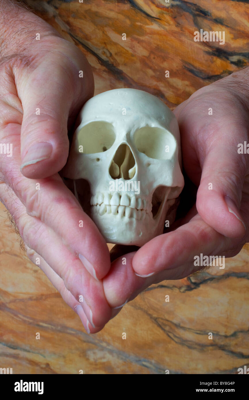 Skull in man's hands Stock Photo