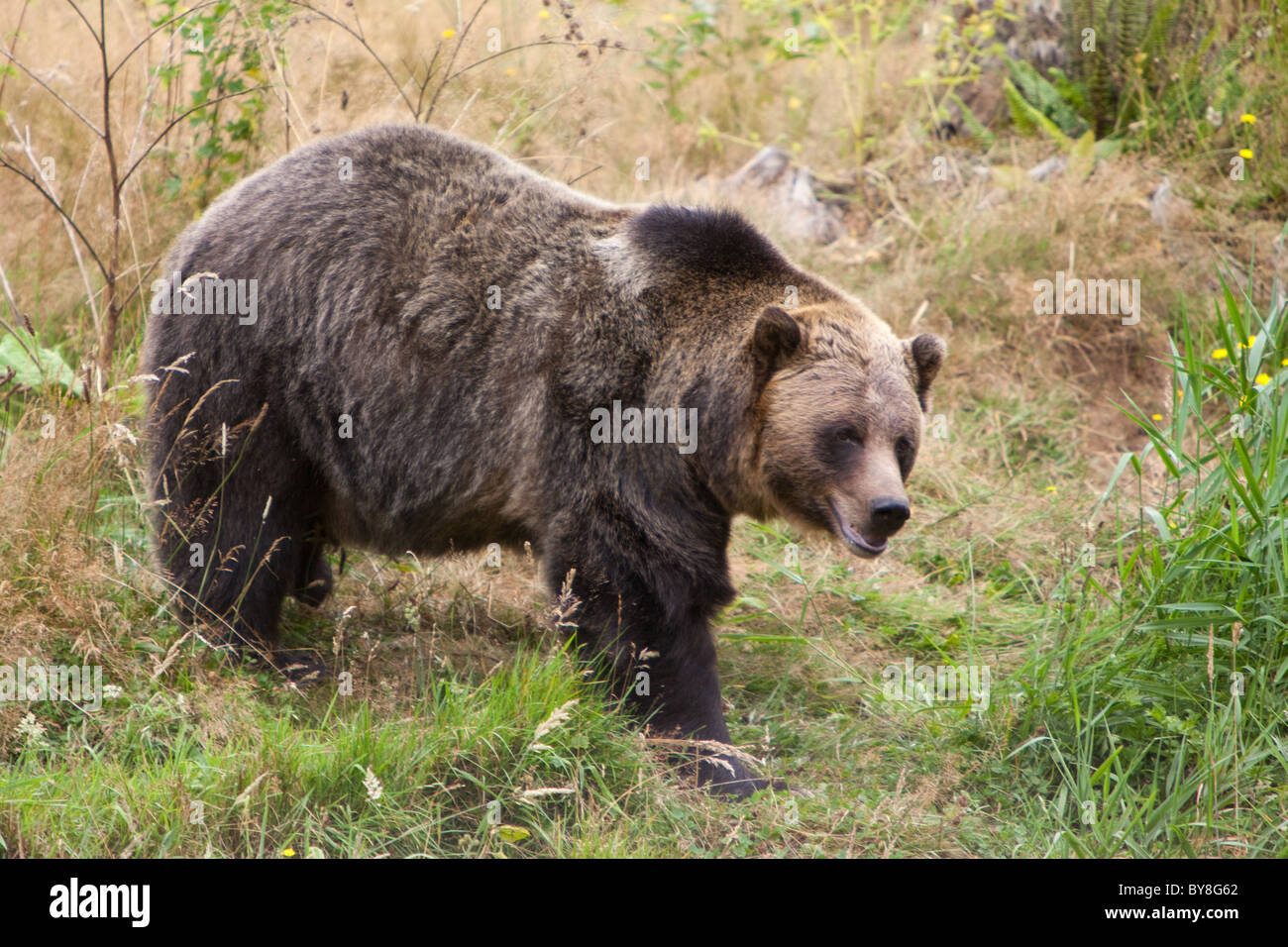 A grizzly bear at the Greater Vancouver Zoo in Aldergrove, BC, Canada. Stock Photo