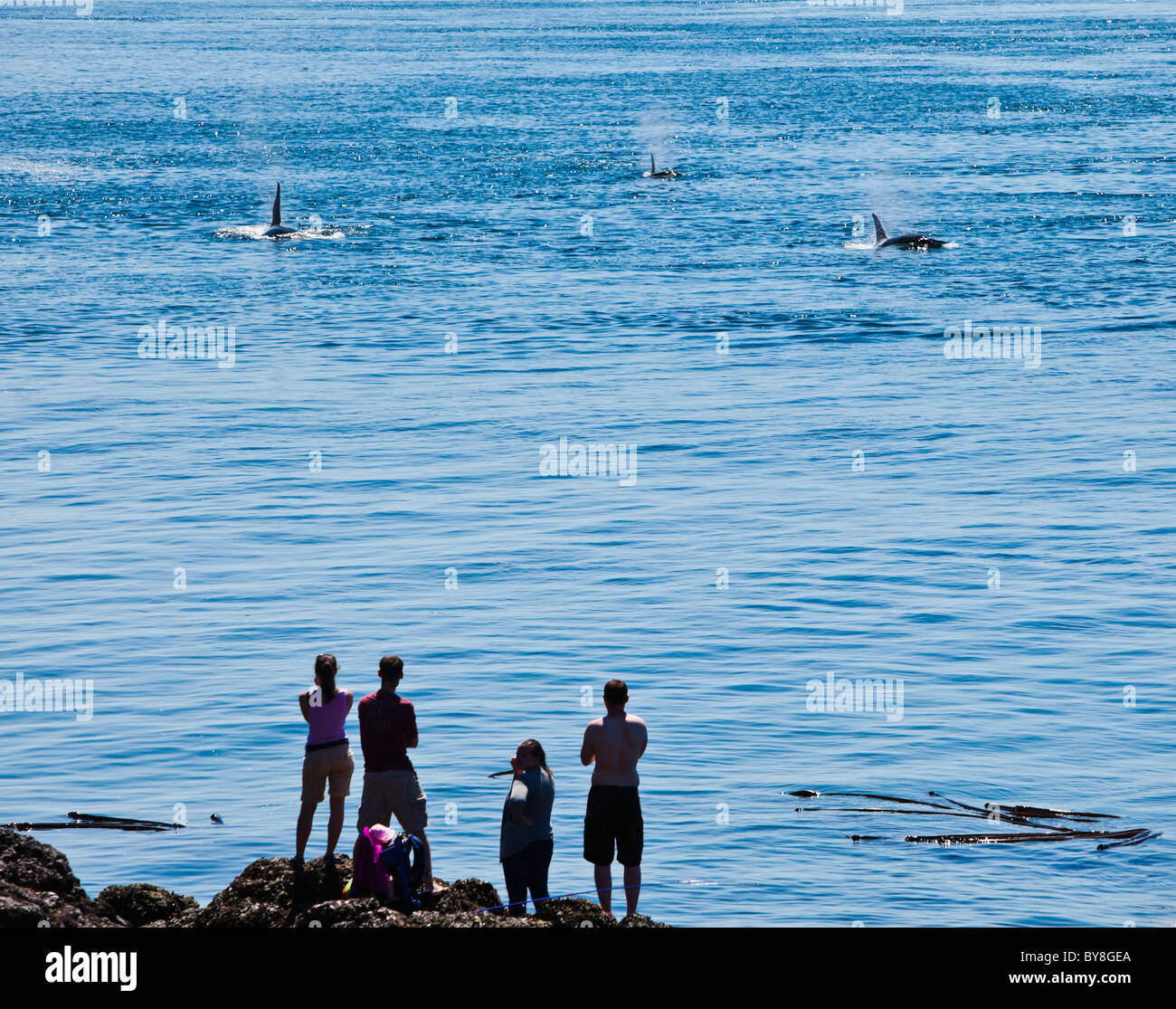 Tourists watch as a pod of Killer Whales approaches at Lime Kiln State Park, San Juan Island, Washington, USA. Stock Photo