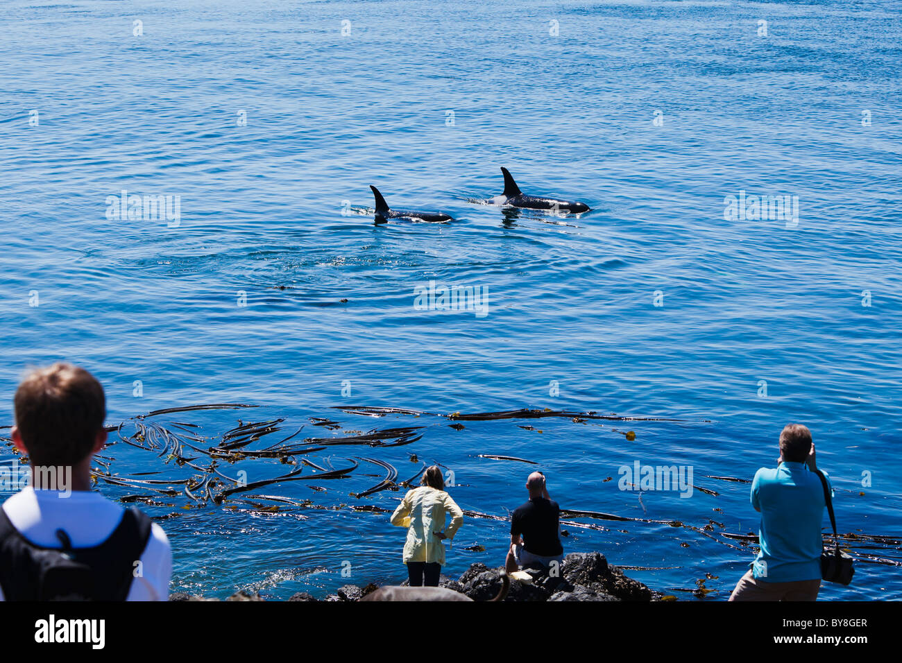 Tourists watch on as a Mother and juvenile Orca pass by Lime Kiln State Park on San Juan Island, Washington, USA. Stock Photo