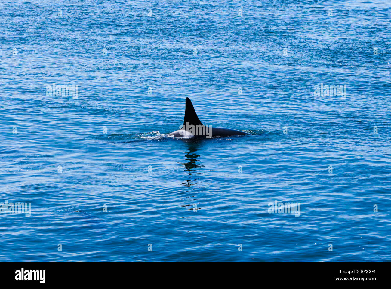 A single Orca whale surfaces for air in the waters just off Lime Kiln State Park on San Juan Island, Washington, USA. Stock Photo