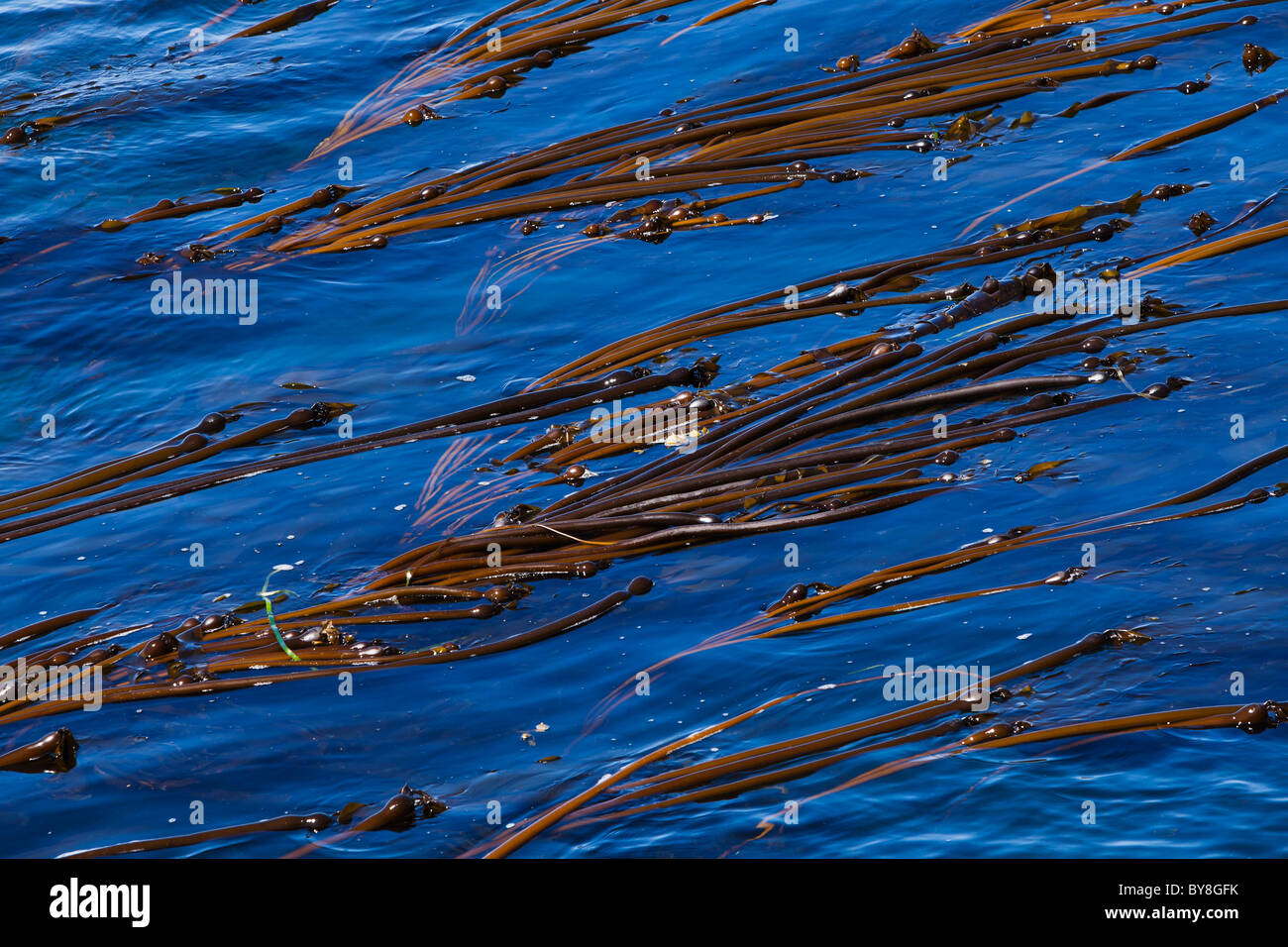 Kelp bed forest hires stock photography and images Alamy