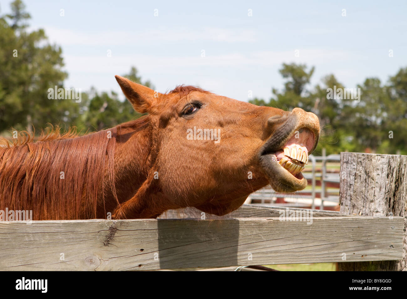 Bay horse by a fence whinnying and showing its teeth. Stock Photo