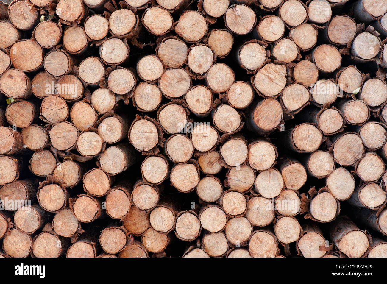 Stacked Cut tree logs pattern. Wood pattern. Log pattern. Fire wood Stock Photo