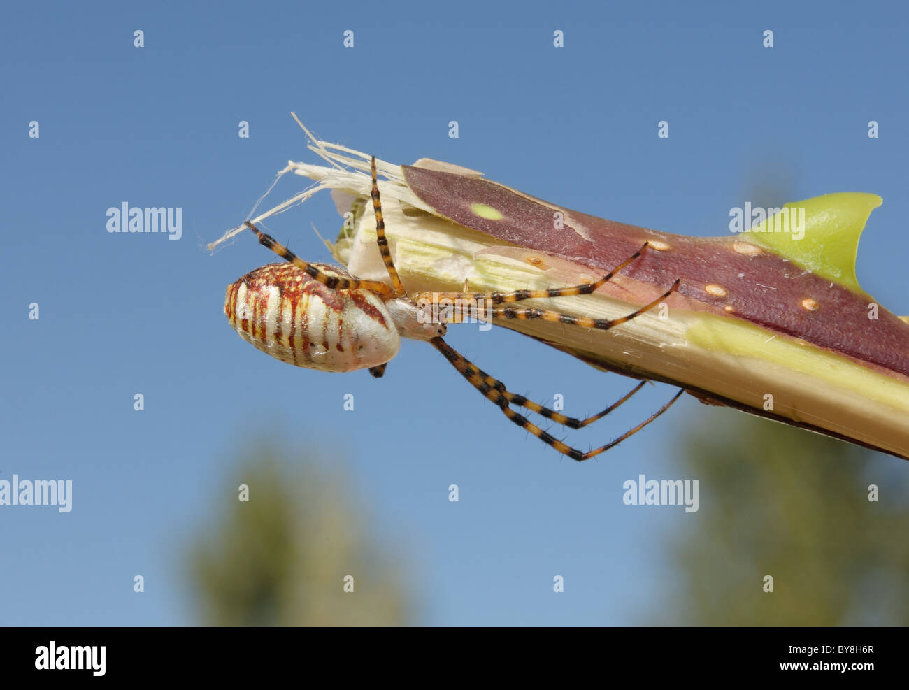 close-up banded garden spider climbing on stick Stock Photo