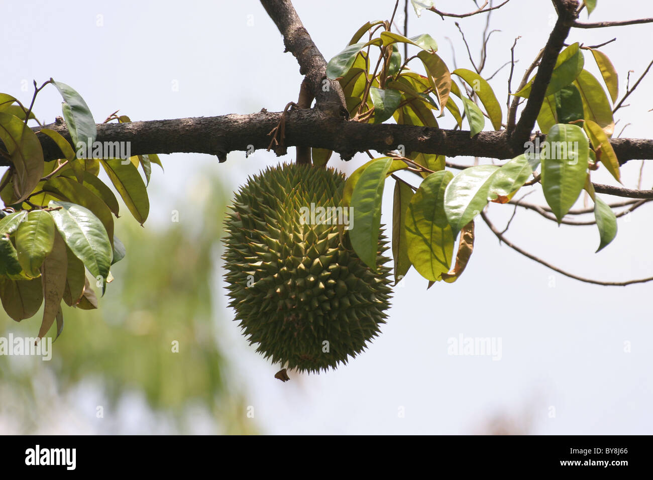 Durian growing on a tree Stock Photo