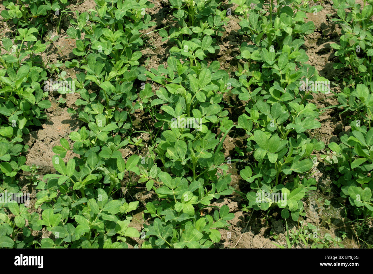 Peanuts growing hires stock photography and images Alamy