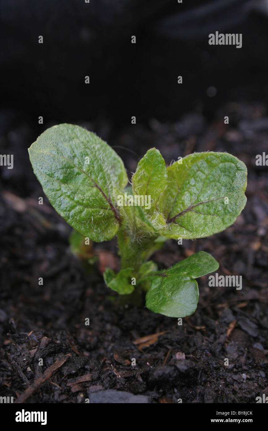 Potato plant sprouting from the earth Stock Photo