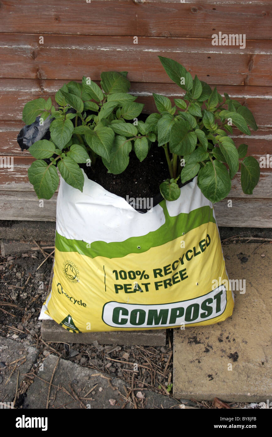 https://c8.alamy.com/comp/BY8JFB/potatoes-plants-in-a-compost-bag-BY8JFB.jpg