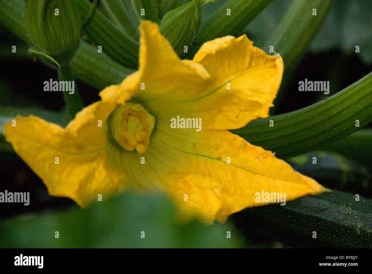 Courgette flower fully open Stock Photo Alamy