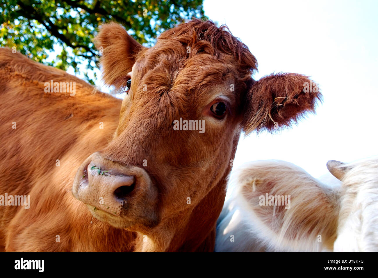 330+ Bull Nose Ring Stock Photos, Pictures & Royalty-Free Images - iStock |  Bull ring, Handshake