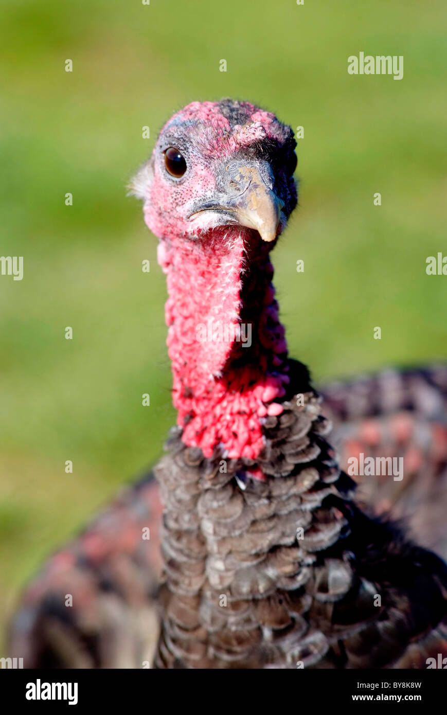 Bronze Turkeys, Free Range Stock Photo Alamy