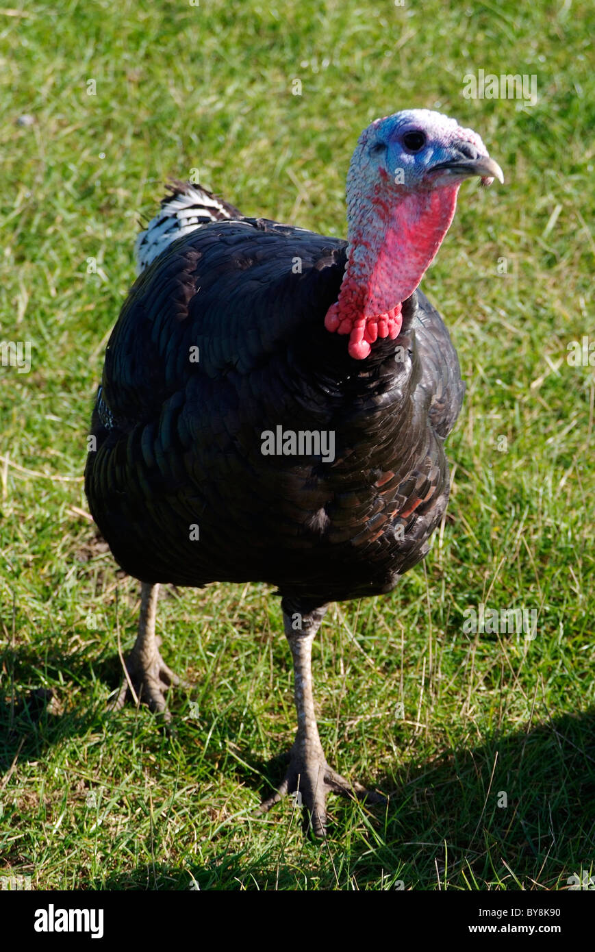 Bronze Turkeys, Free Range Stock Photo Alamy