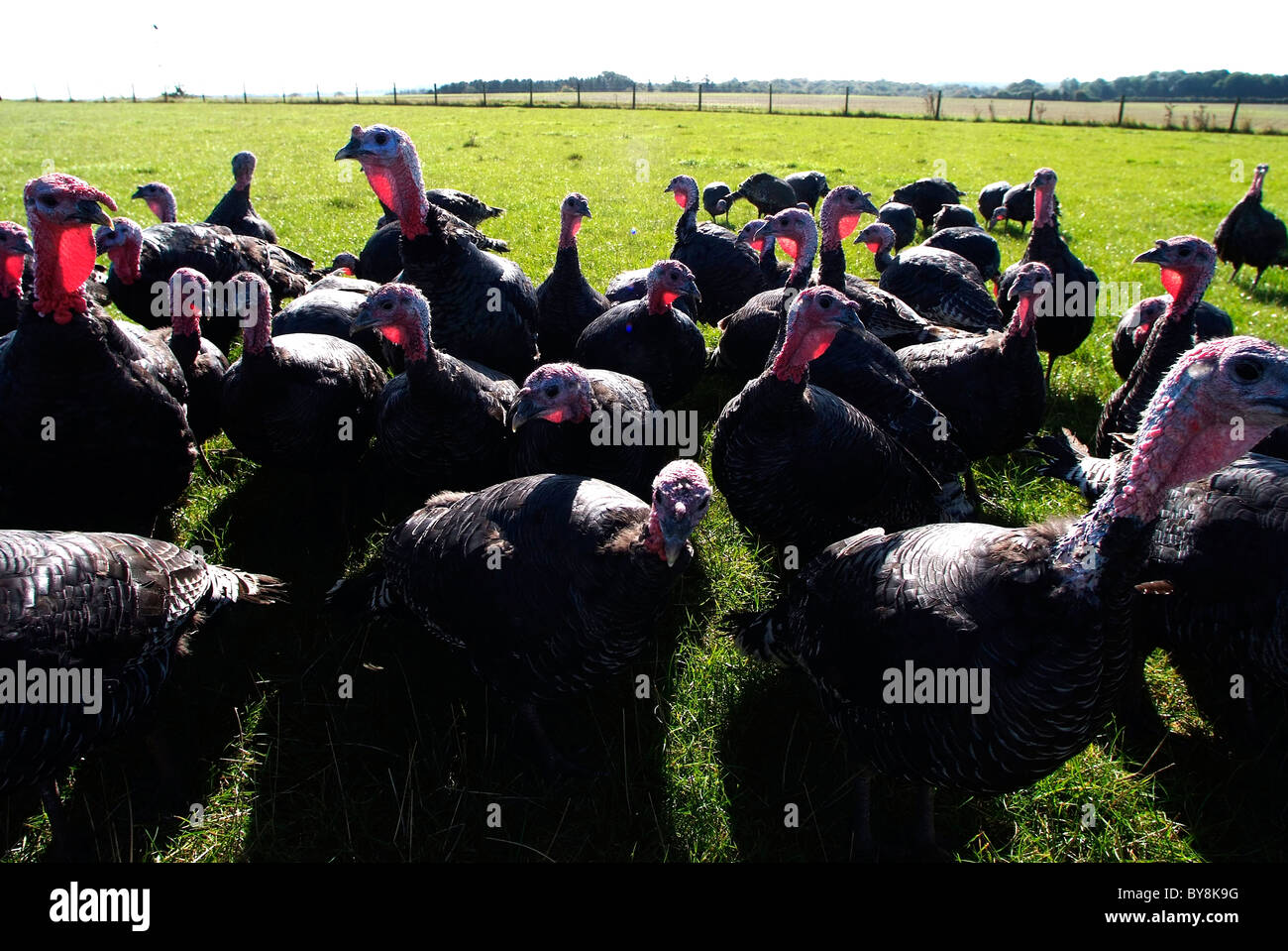 Bronze Turkeys, Free Range Stock Photo Alamy
