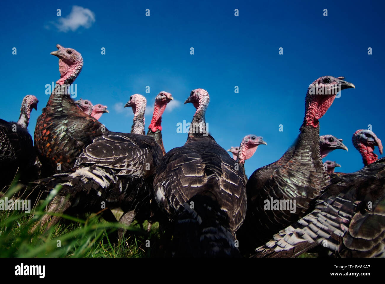 Bronze Turkeys, Free Range Stock Photo Alamy