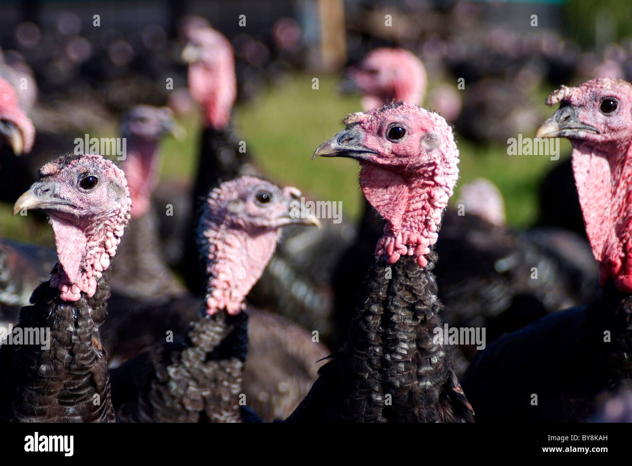 Bronze Turkeys, Free Range Stock Photo Alamy