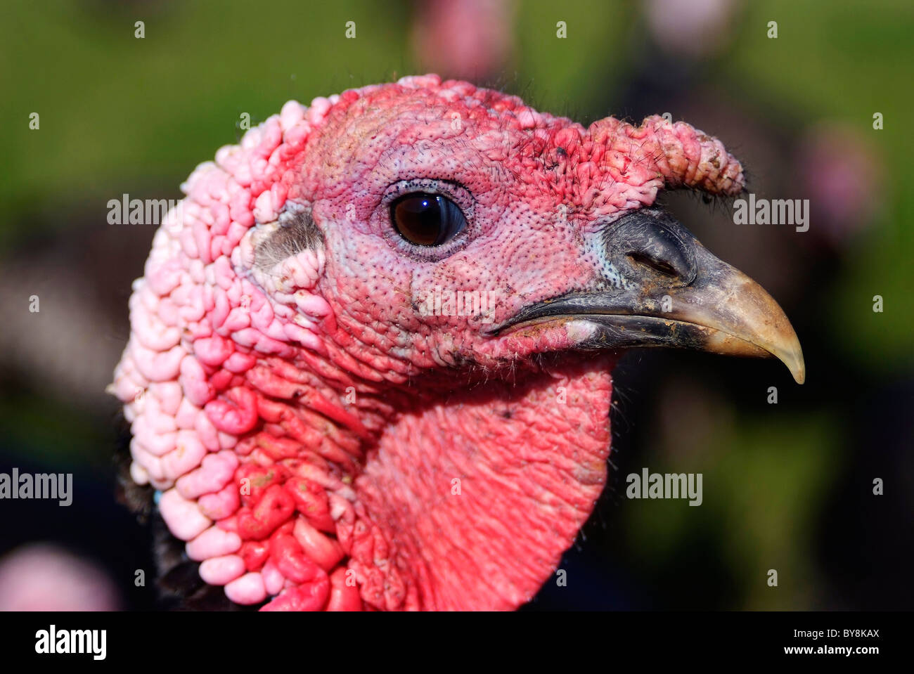 Bronze Turkeys, Free Range Stock Photo Alamy
