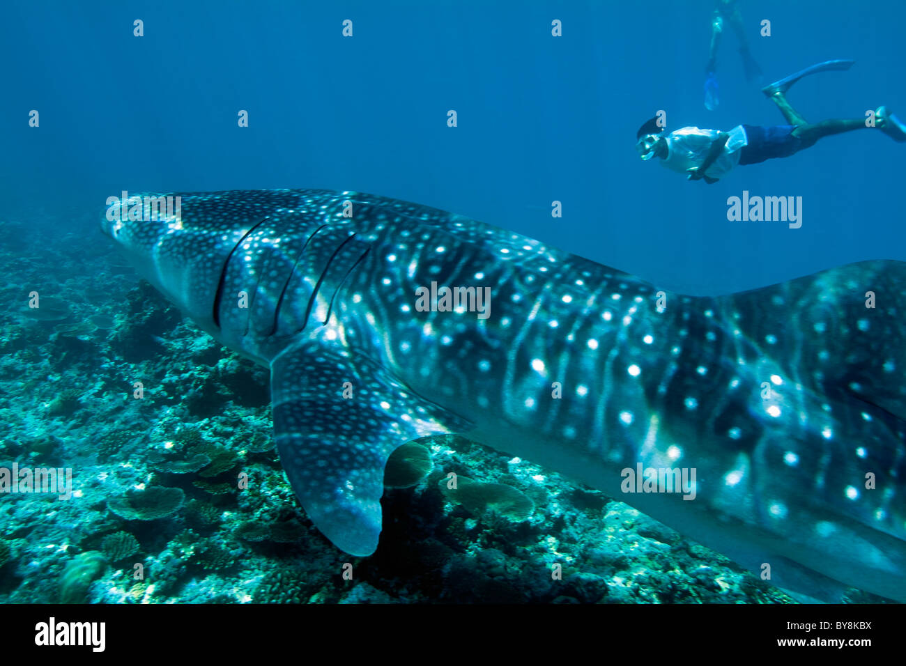 Diver and whale shark (rhincodon typus), Ari Atoll, Maldives. Stock Photo