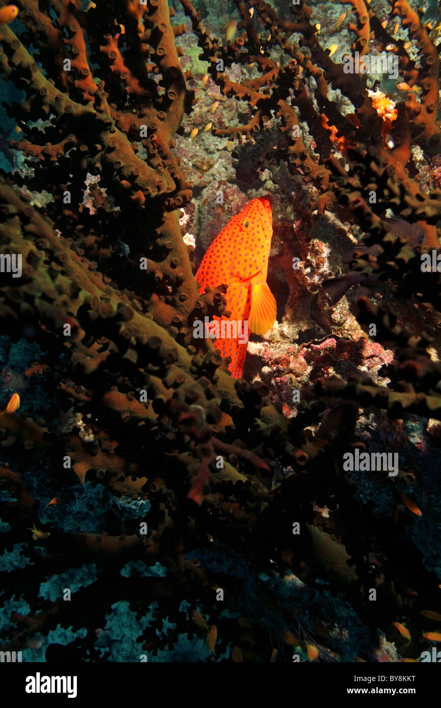 Bright orange Coral Grouper (Cephalopholis miniata) hiding amongst Midnight Coral (Tubastrae micrantha), Baa Atoll, Maldives. Stock Photo