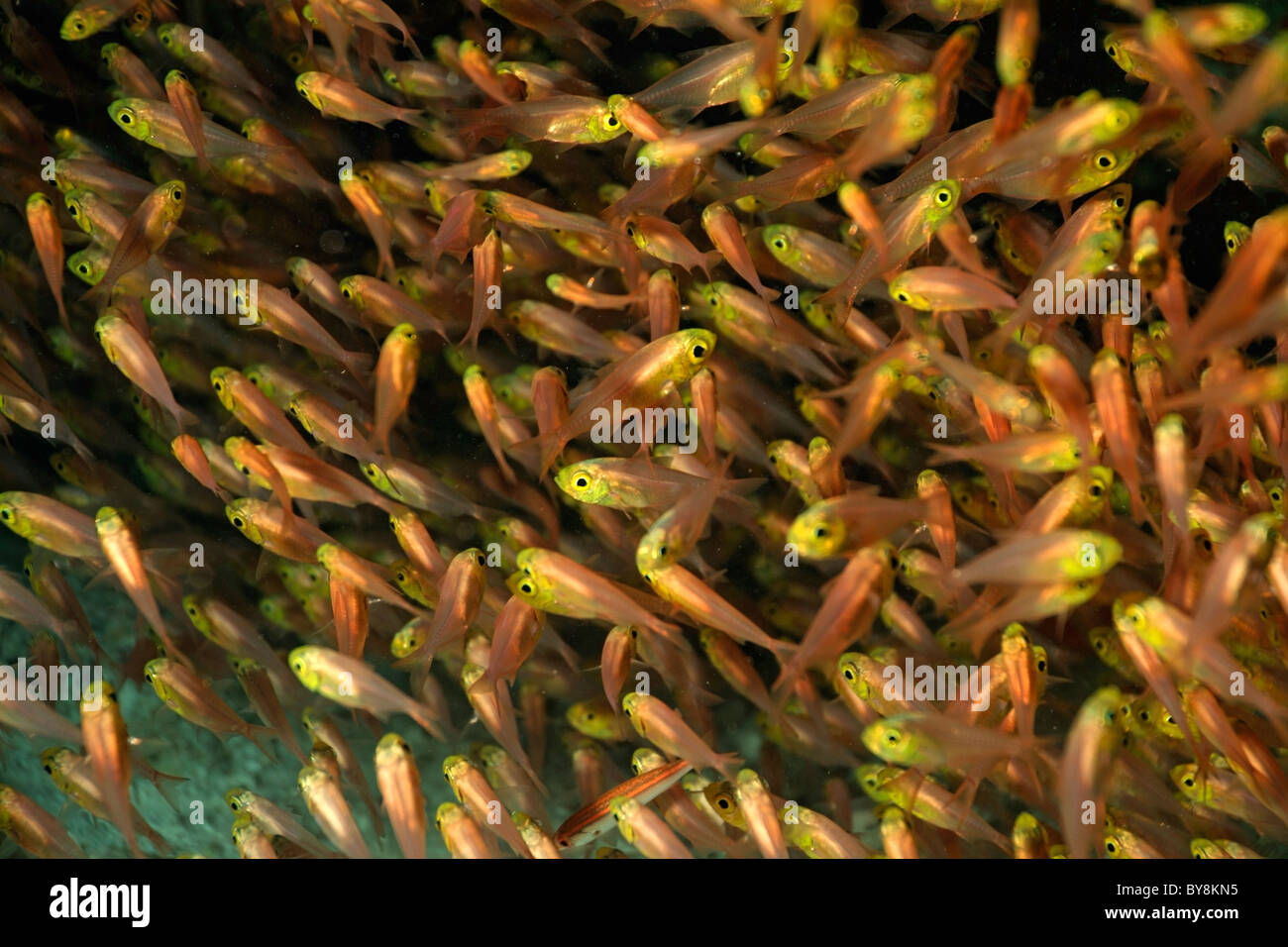 School of yellow sweeper (parapriacanthus ransonneti) fish Stock Photo