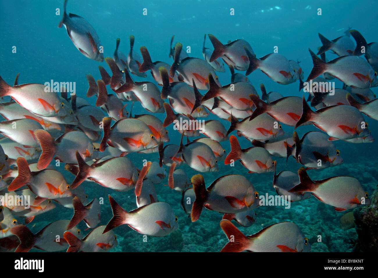Shoal / school of humpback snapper (lutjanus gibbus) fish Stock Photo