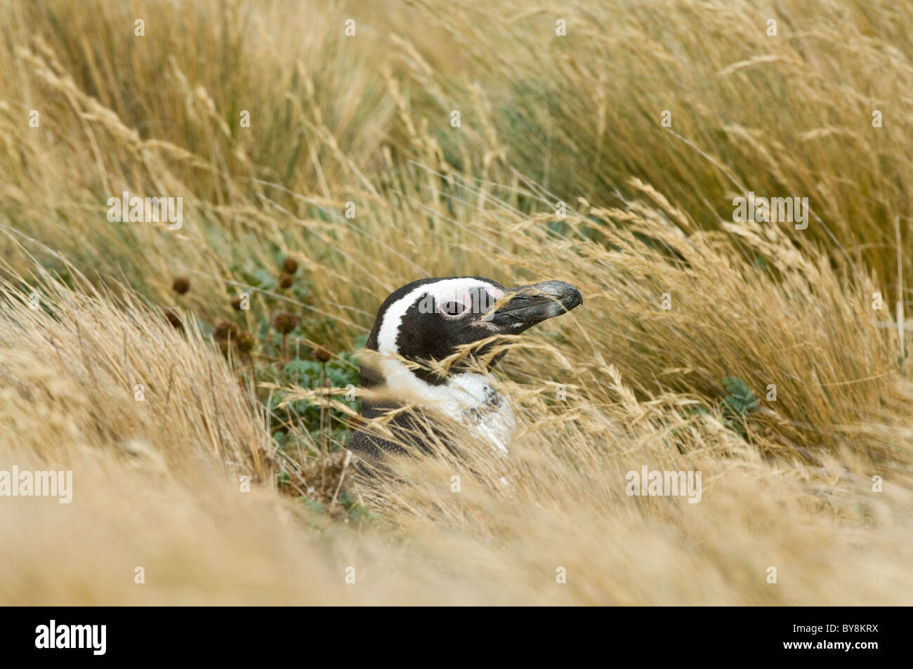 Magellanic penguin (Spheniscus magellanicus) adult, at the burrow entrance amongst grasses Otway Fjord NW of Punta Arenas Chile Stock Photo